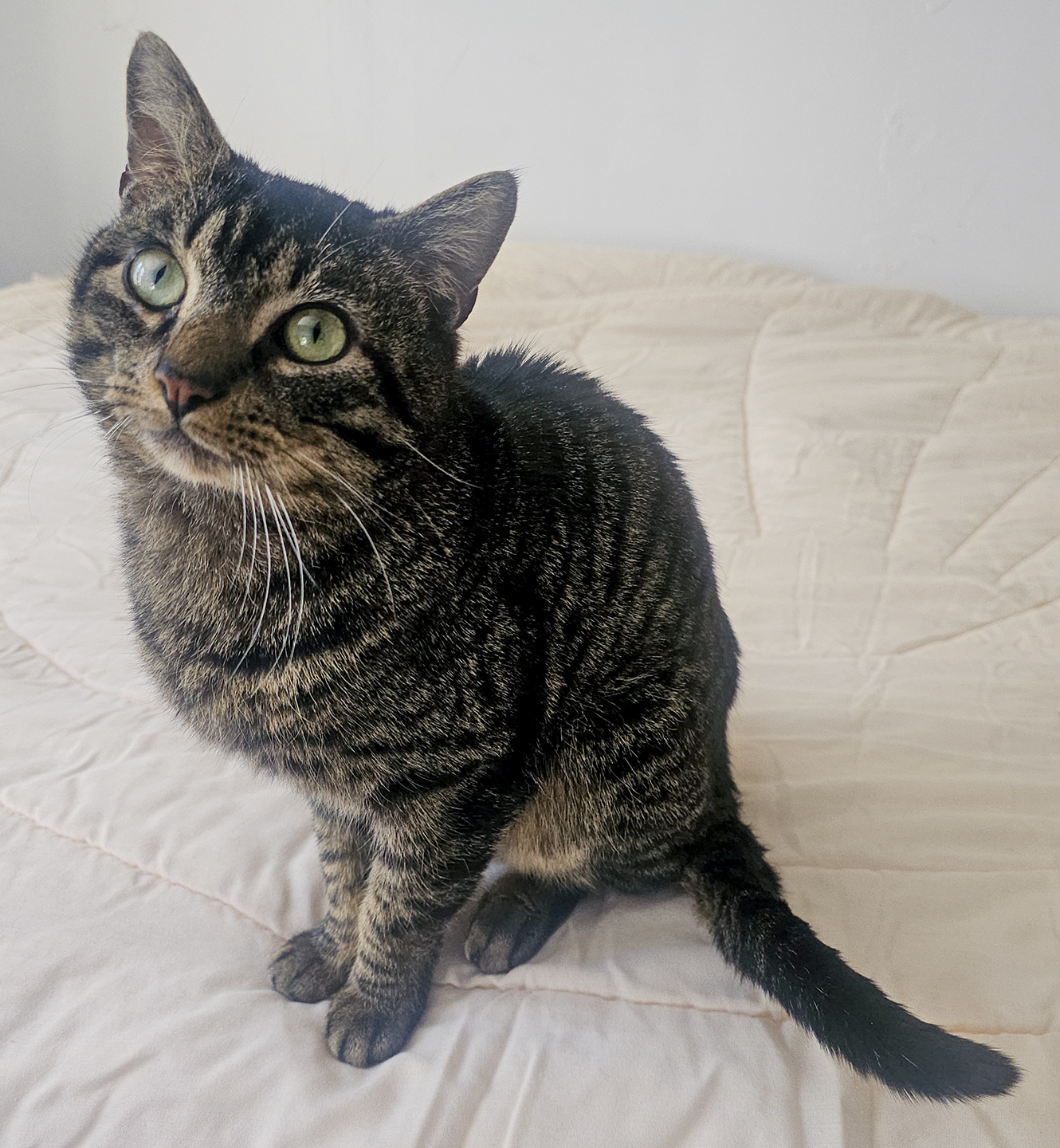 Top Cat Sanctuary